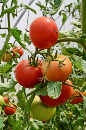 Growing tomatoes in greenhouseの写真素材