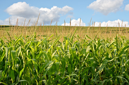 Cornfield in Serbia, Europeの写真素材