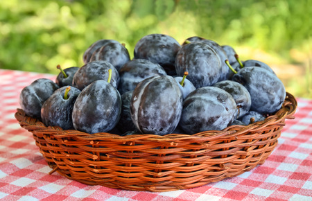 Fresh Serbian plumsの写真素材