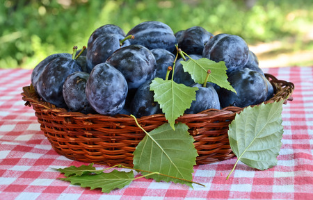 Fresh Serbian plumsの写真素材
