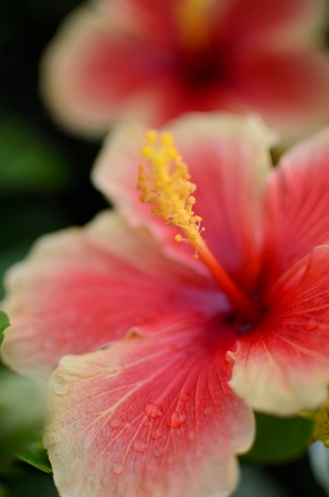 Hibiscus flowersの写真素材