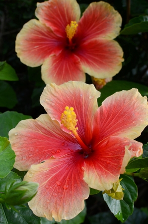 Hibiscus flowersの写真素材