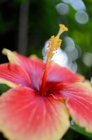 Hibiscus flowerの写真素材