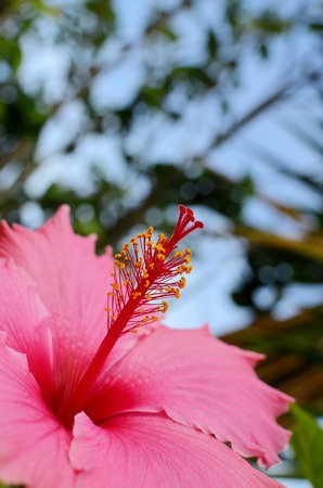 Hibiscus flowerの写真素材