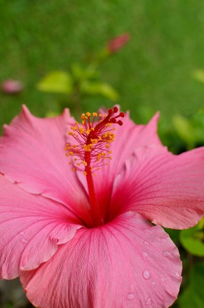Hibiscus flowerの写真素材