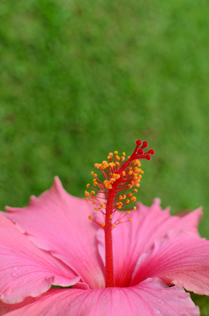 Hibiscus flowerの写真素材