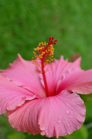 Hibiscus flowerの写真素材