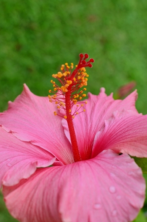 Hibiscus flowerの写真素材