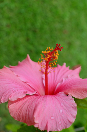 Hibiscus flowerの写真素材