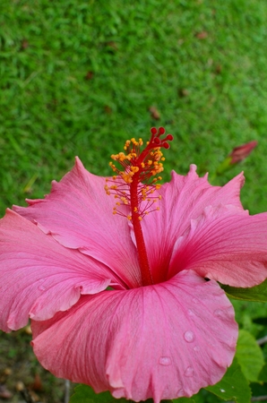 Hibiscus flowerの写真素材