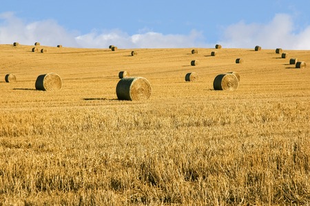 Straw bales in summerの写真素材