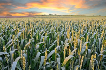 Wheat farm in sunset timeの写真素材