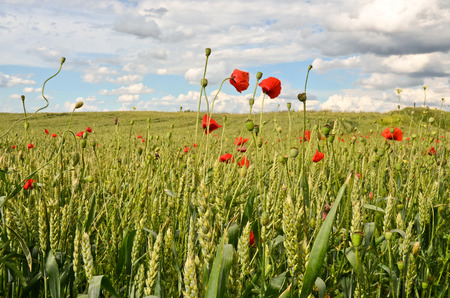 Wheat fieldの写真素材