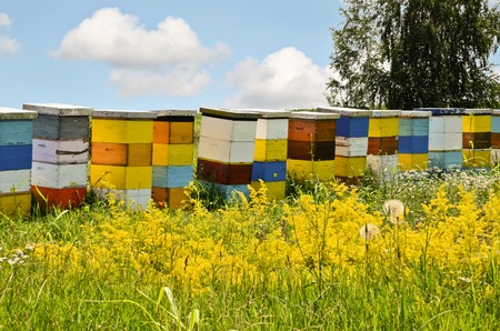 Beekeeping in Serbiaの写真素材