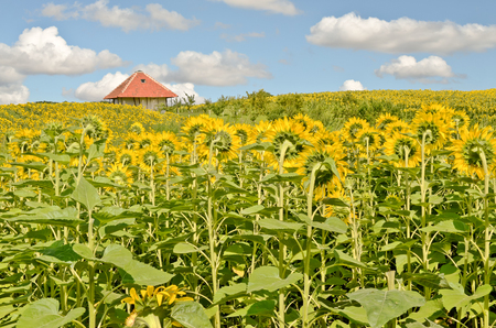 Sunflower field and farmhouse in Europeの写真素材