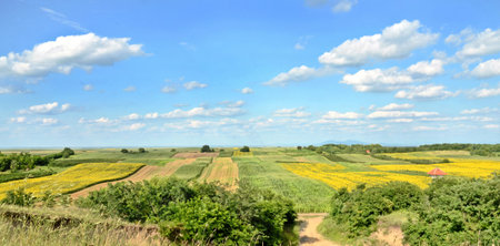 Agriculture fields in springtime