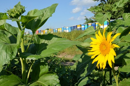 Beekeeping in Europeの写真素材