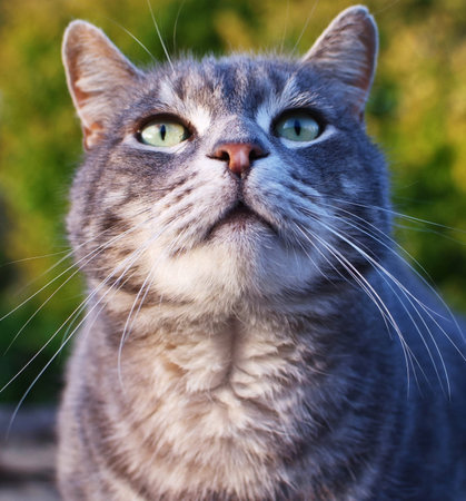 Beautiful gray tomcat