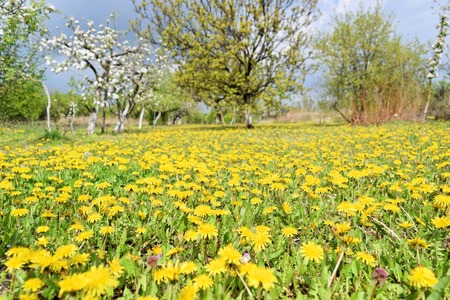 Yellow dandelions and apple tree in springtimeの写真素材