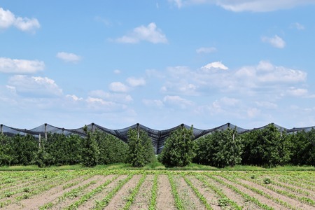 Young apples in an European orchard in springtimeの写真素材