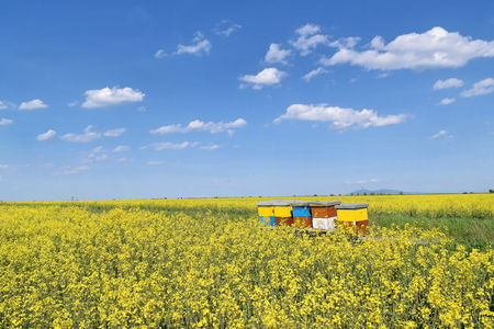Beehives in blossoming canola field during springの写真素材