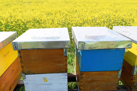 Beehives in blossoming canola field during springの写真素材
