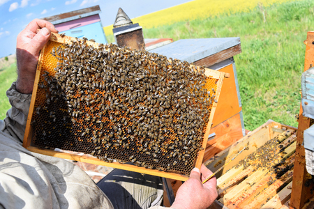 Beekeeper holding a hive frame full of honeybeesの写真素材