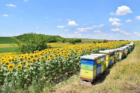 Colorful hives in an European sunflower farmの写真素材
