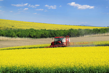 The red tractor in the process of spraying the oil rape farm in springの写真素材
