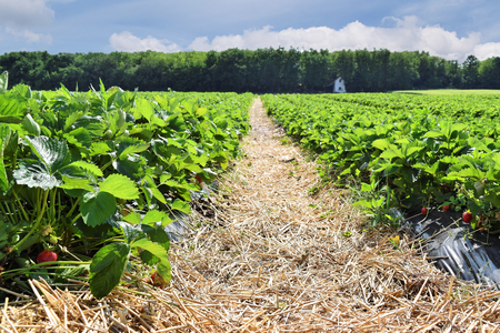 Strawberry plantationの写真素材