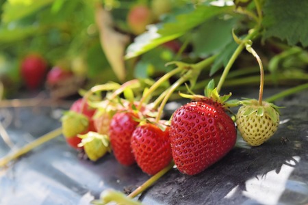 Strawberry plantationの写真素材
