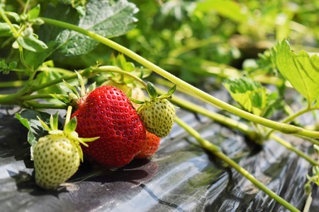 Strawberry plantationの写真素材