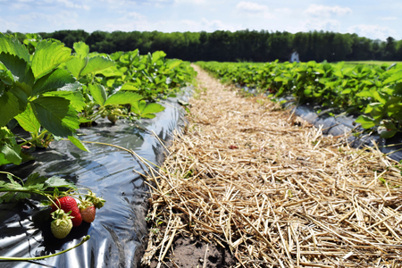 Strawberry plantationの写真素材