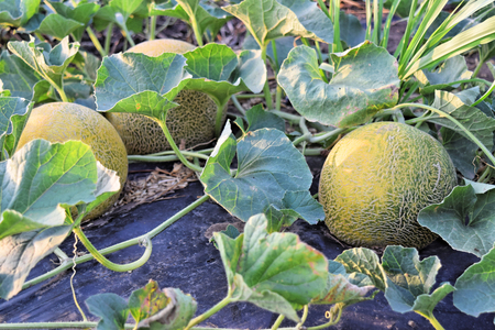 Rockmelon plantation at dusk timeの写真素材