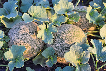 Rockmelon plantation at dusk timeの写真素材