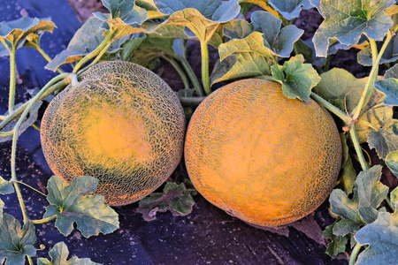 Rockmelon plantation at dusk timeの写真素材