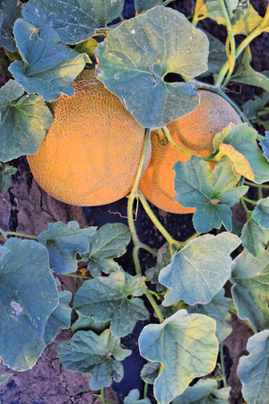 Rockmelon plantation at dusk timeの写真素材