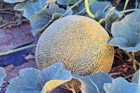 Rockmelon plantation at dusk timeの写真素材