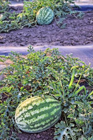 Watermelon plantation at dusk timeの写真素材