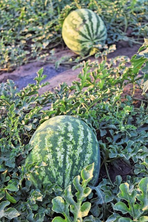 Watermelon plantation at dusk timeの写真素材