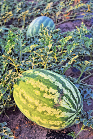 Watermelon plantation at dusk timeの写真素材