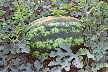 Watermelon plantation at dusk timeの写真素材