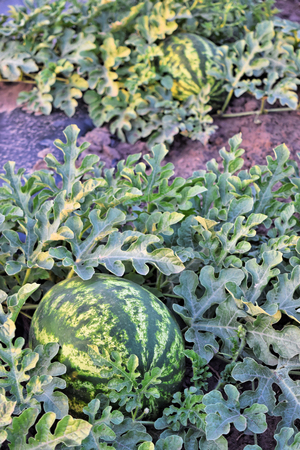 Watermelon plantation at dusk timeの写真素材