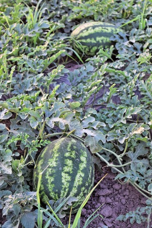 Watermelon plantation at dusk timeの写真素材
