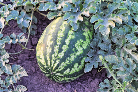 Watermelon plantation at dusk timeの写真素材