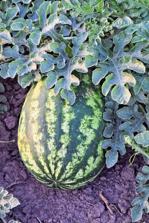 Watermelon plantation at dusk timeの写真素材
