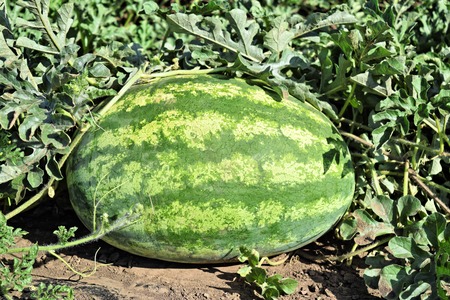 Watermelon plantationの写真素材