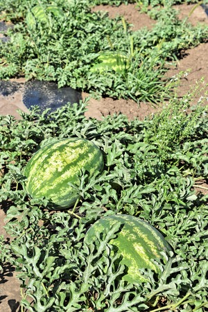 Watermelon plantationの写真素材