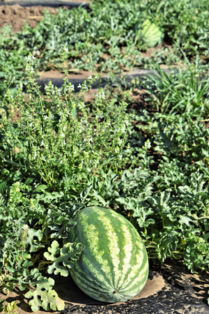 Watermelon plantationの写真素材