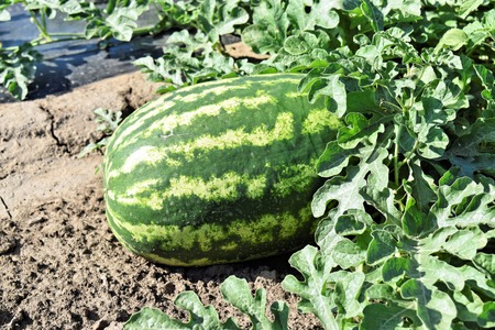 Watermelon plantationの写真素材